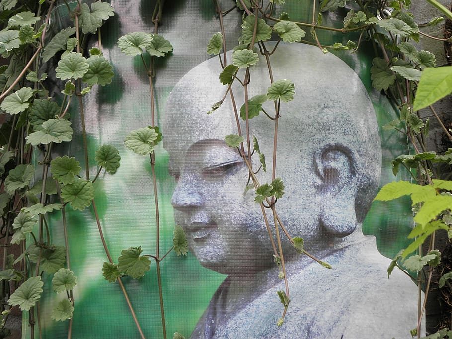 buddha, monk, zen, relax, plant, leaf, plant part, growth, green color HD wallpaper