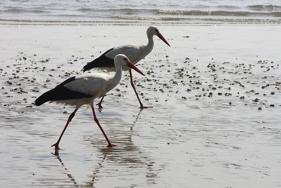storks, watts, sea, pair, sandpiper, nature, animal themes HD wallpaper