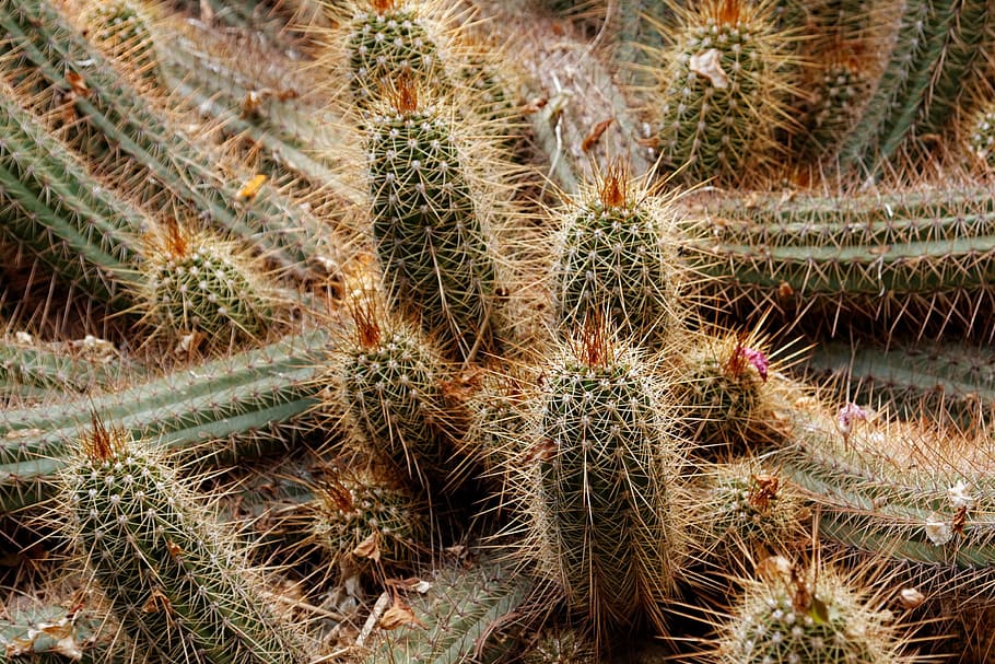 Cactus, Garden, Spice, thorn, spiked, nature, plant, desert HD wallpaper