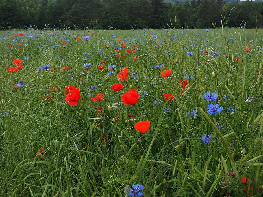 field of poppies, kornblumenfeld, klatschmohnfeld, cornflowers, HD wallpaper