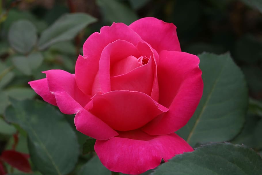 pink rose at bloom, rose festival, garden, nature, flowers, fresh medium, HD wallpaper