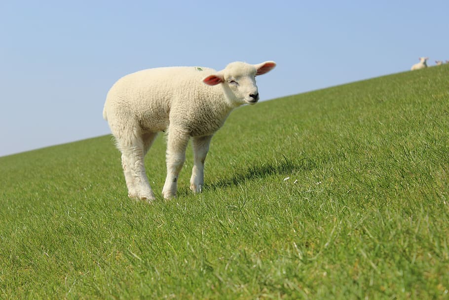 Lamb, Dike, Sheep, Nature, schäfchen, livestock, animal, friesland HD wallpaper