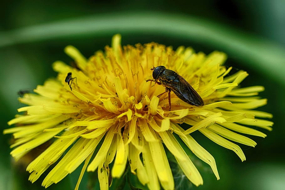 bug, spring flower, dandelion, nature, flowering plant, yellow HD wallpaper