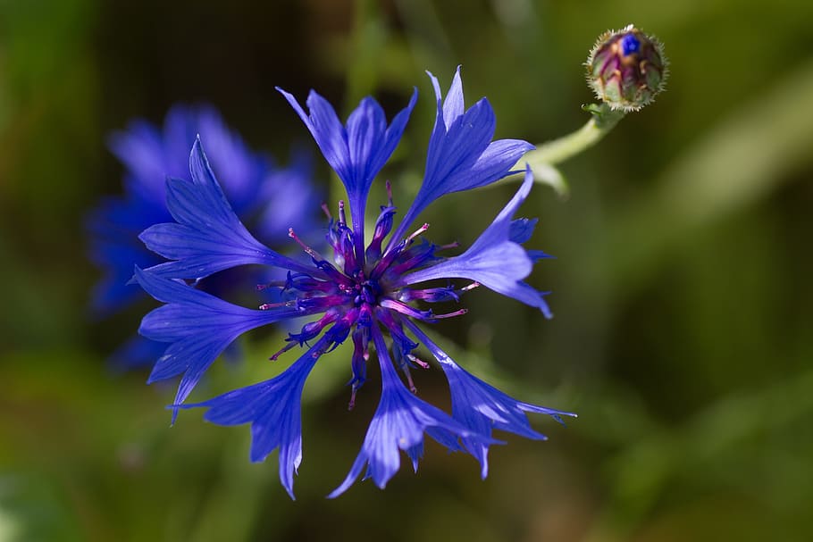 blue, flower, macro, nature, colorful, leaf, botany, natural HD wallpaper