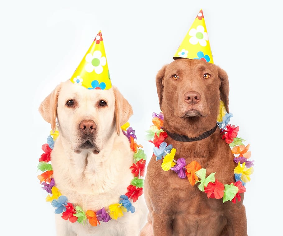 one yellow and one chocolate adult Labrador retrievers wearing birthday hats, HD wallpaper