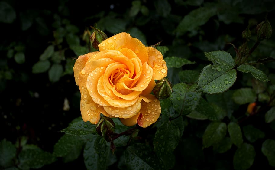 orange rose in close-up photography, blossom, bloom, rose bloom HD wallpaper