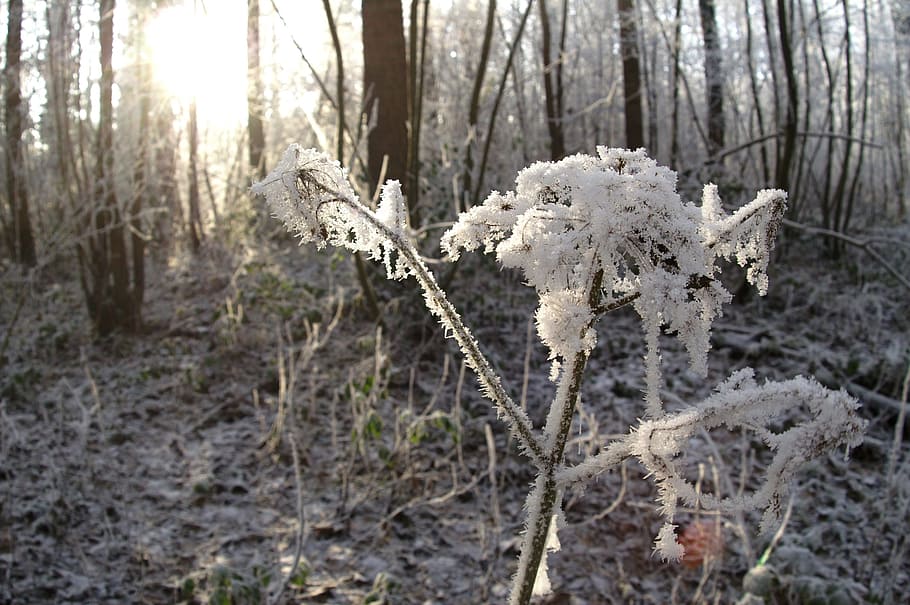 winter, tree, nature, wood, season, frozen, landscape, cold HD wallpaper