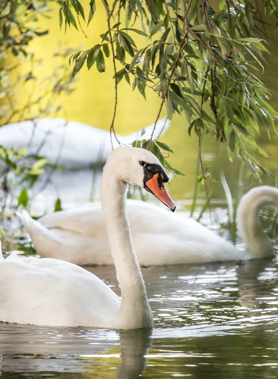 white swan in body of water, bird, nature, river, swans, one animal HD wallpaper