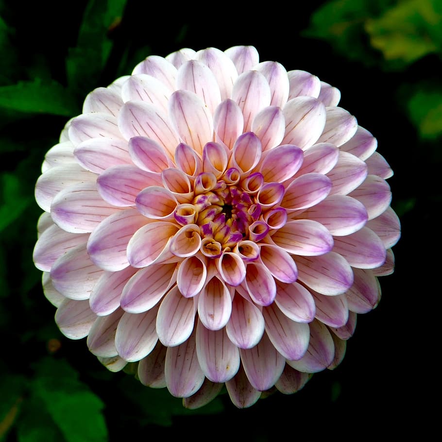 purple and white flower, blossom, macro, bloom, closeup, petals HD wallpaper