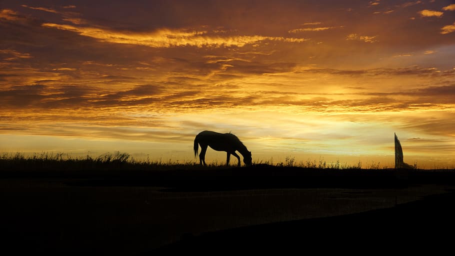 photo of silhouette of horse, sunset, cloud - sky, orange color HD wallpaper