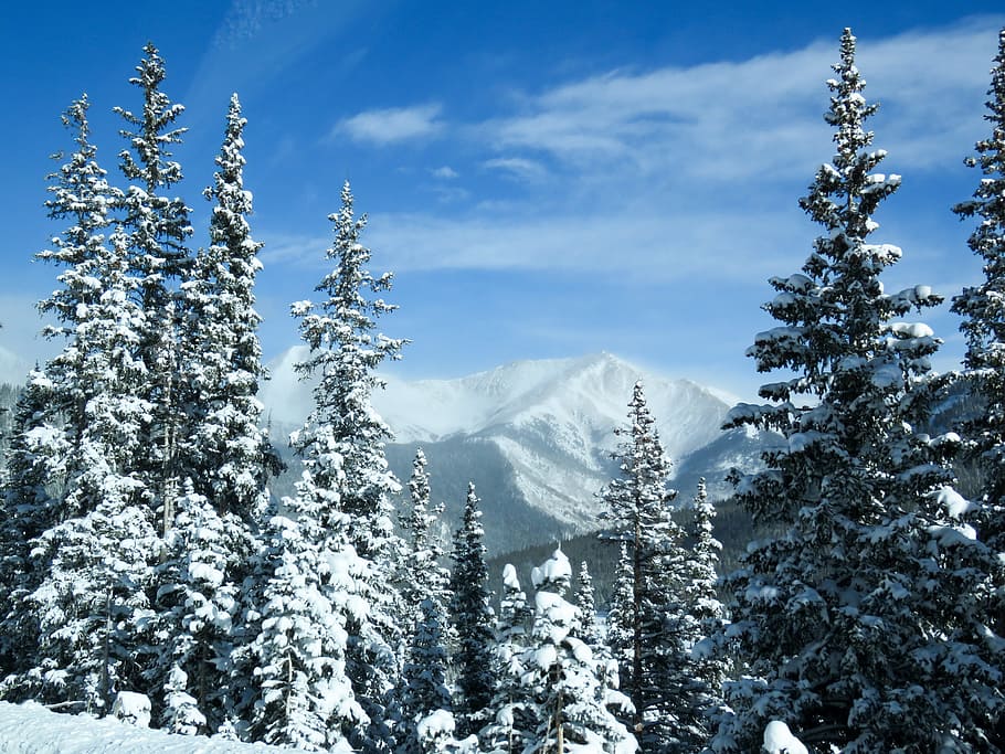 green pine tree lot during daytime, mountains, trees, snow HD wallpaper