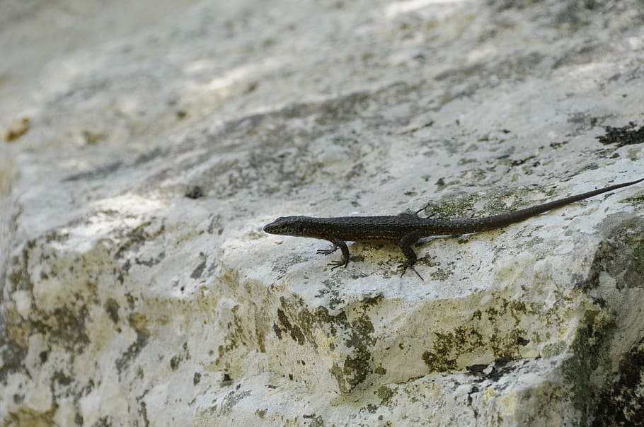 lizard, reptile, animal, nature, wildlife, gecko, one animal HD wallpaper