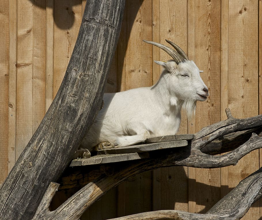 goat taking the sun, rest, nap, tree trunk, wooden plank, capra aegagrus hircus, HD wallpaper