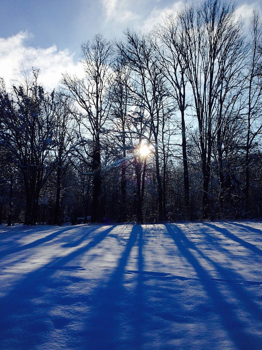 landscape, nature, forest, snow, winter, tree, cold - Temperature HD wallpaper
