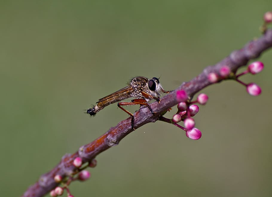 brown robber fly, insect, bug, wild, eye, branch, flower, buds HD wallpaper