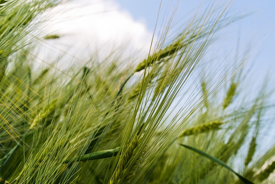 green grass field, grain, detail, growing, harvest, farm, agriculture, HD wallpaper