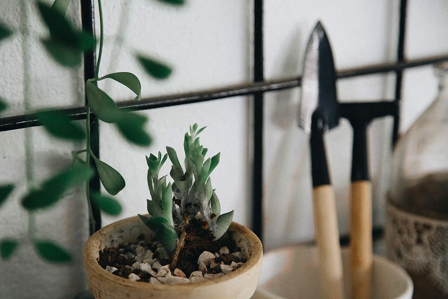 green leaf plant, cactus, succulent, tools, pot, planter, stones HD wallpaper