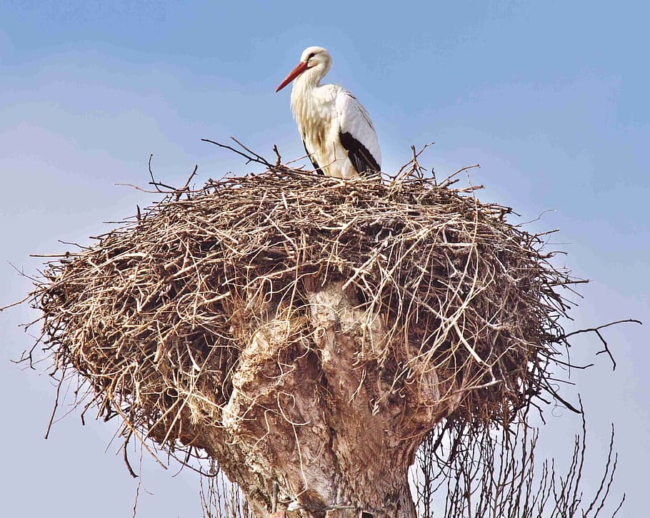 white bird on nest, stork, storchennest, animals, storks, birds, HD wallpaper