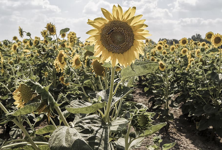 sunflower, plant, blossom, blooming, petals, yellow, nature HD wallpaper