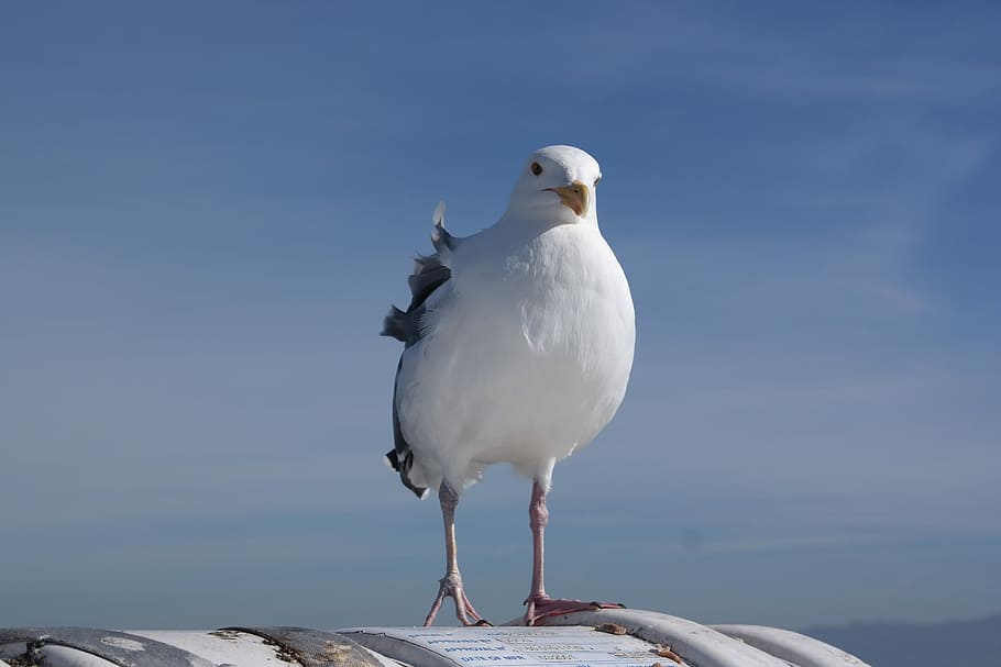 Seagull, Waterfowl, seevogel, bird, one animal, animal wildlife HD wallpaper