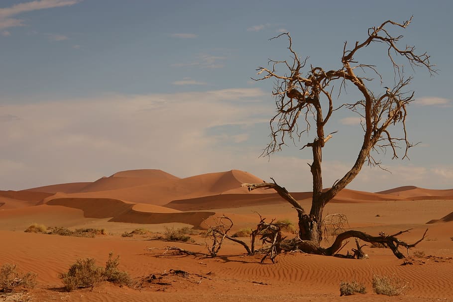 bare tree on desert field, sand, dead tree, not survived, landscape HD wallpaper