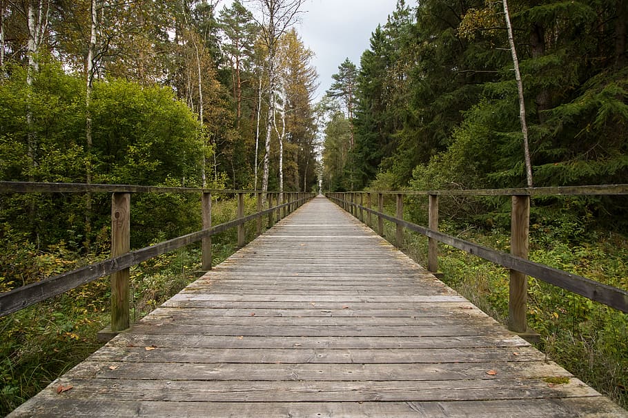 away, web, moor, target just, wooden track, forest, reed, nature reserve HD wallpaper