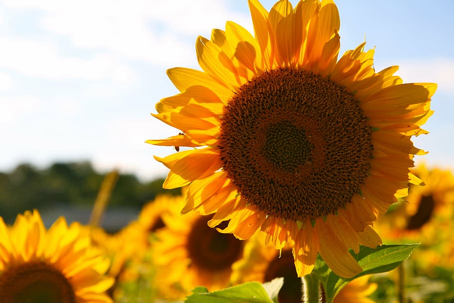 bloom, blossom, field, flora, floral, flower, nature, petals HD wallpaper