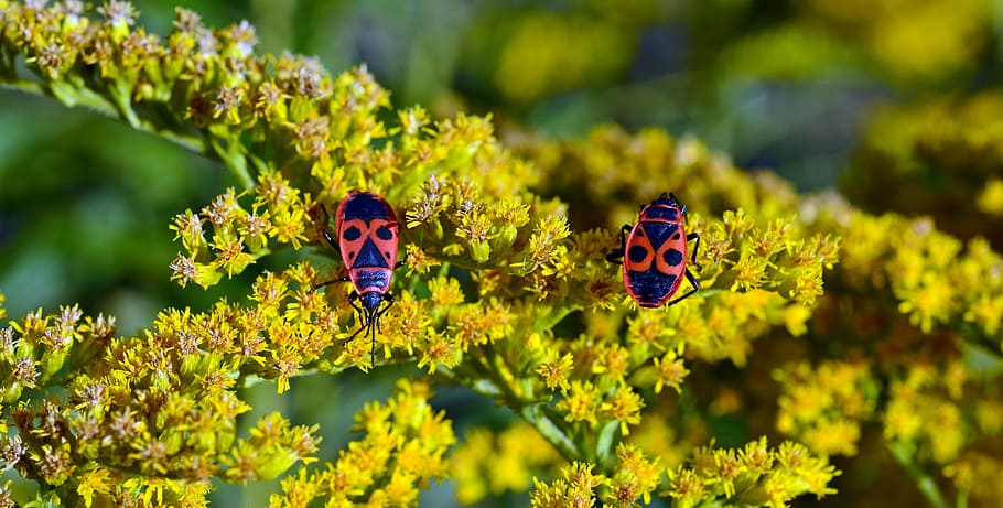 for beetle, insect beetle, nature, close, insect photo, animals HD wallpaper