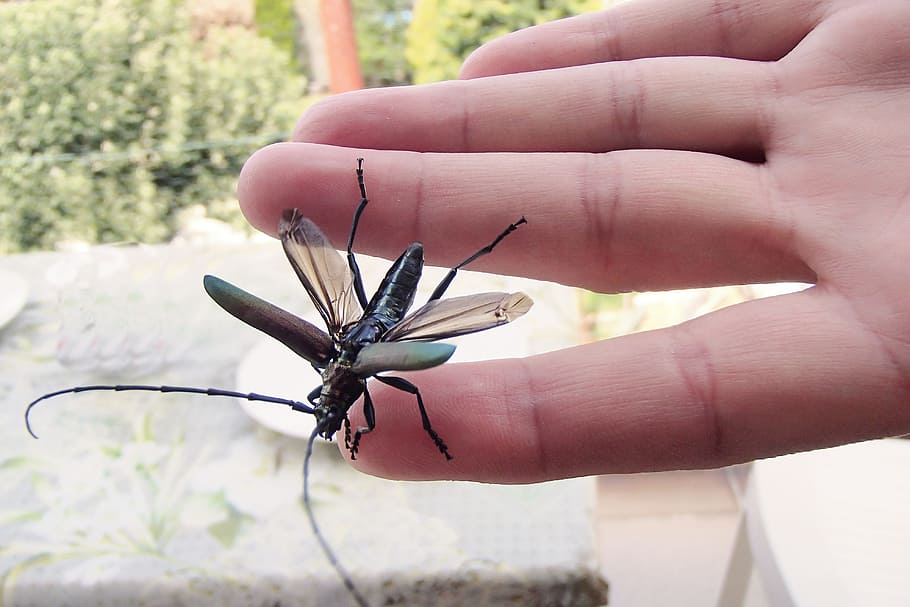 insect, beetle, nature, animals, wings, human hand, human body part HD wallpaper