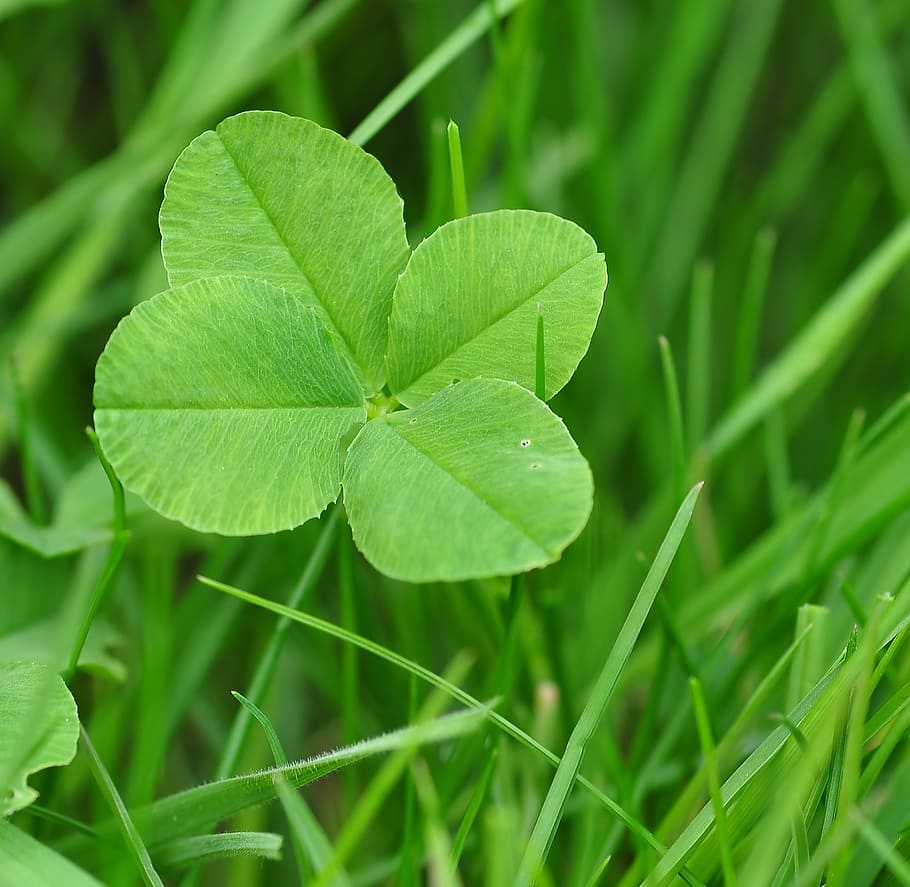 selective focus photography of green leaves, four leaf clover, HD wallpaper