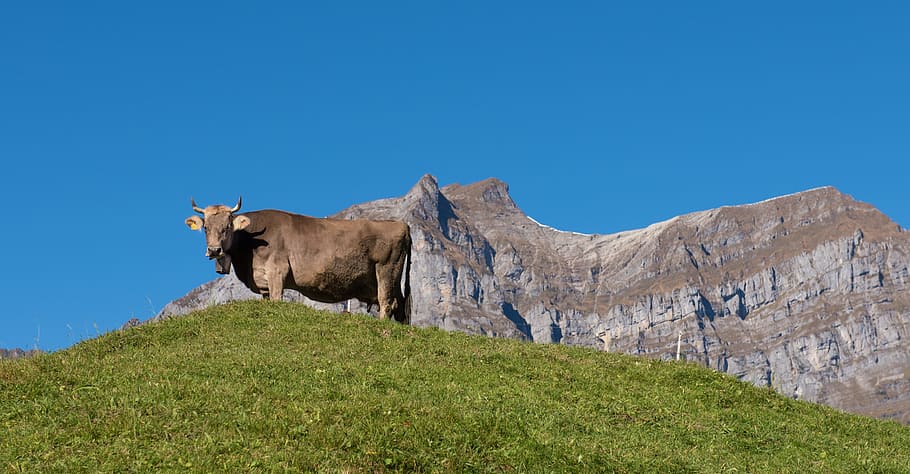 mountains, alpine, cow, canton of glarus, switzerland, landscape, HD wallpaper