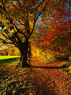 photo of yellow and orange leafed trees, avenue, back light HD wallpaper