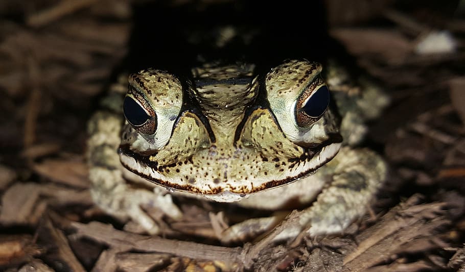 Gulf Coast Toad, Amphibian, creature, croak, croaking, warts HD wallpaper