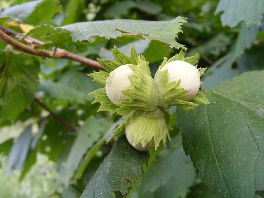 fruits, hazelnuts, peanuts, raw, food, drink, plants, growth HD wallpaper