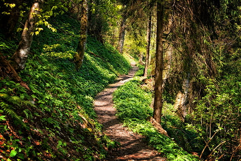 pathway in the middle of forest, away, hiking, nature, trail HD wallpaper