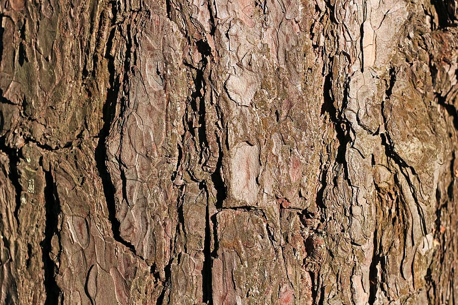 brown wooden surface in closed-up photo, bark, pine, tree, texture HD wallpaper