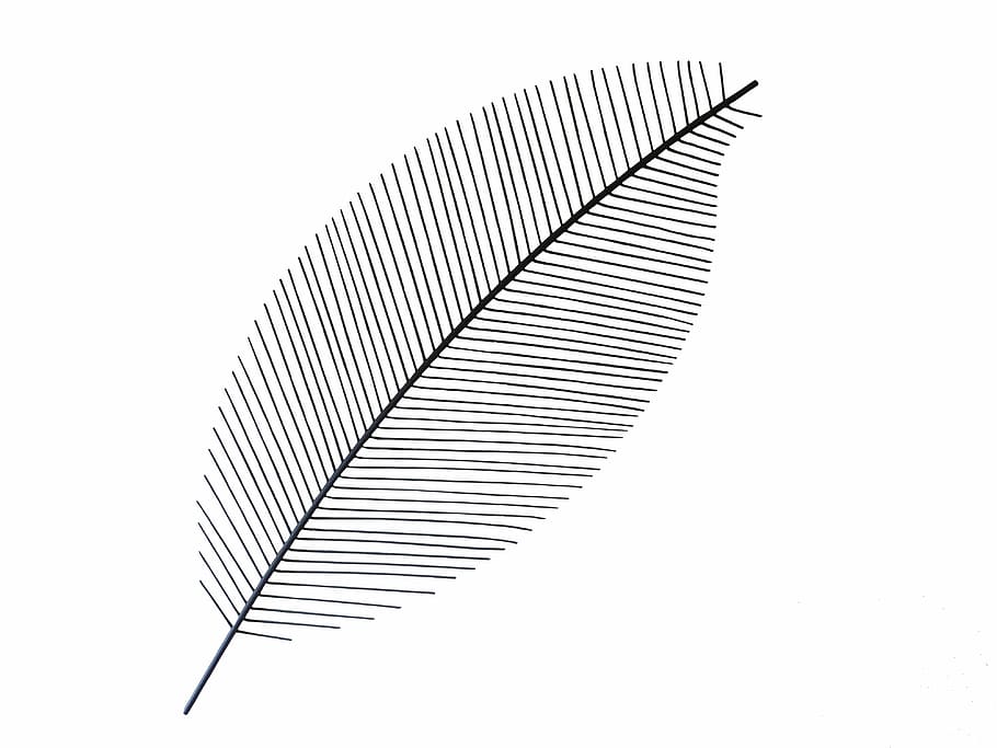 photo of leaf illustration, abstract, fern, isolated, texture HD wallpaper