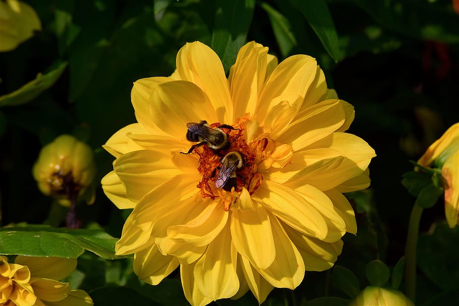 flower, yellow, bright, shadow, bees, insect, garden, nature HD wallpaper