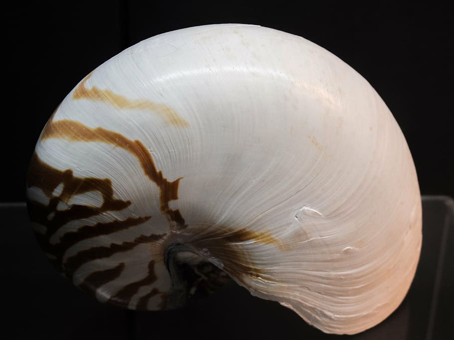 nautilus pompilius, shell, nature, nautilus shell, seashell, HD wallpaper
