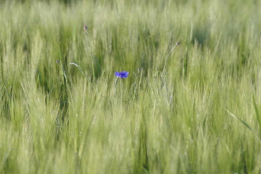 Field, Corn, Cornflower, agriculture, the cultivation of, village HD wallpaper
