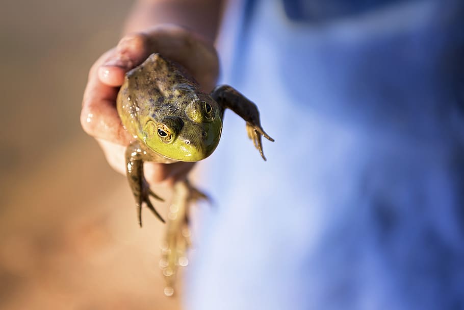 frog, toad, reptile, environment, wildlife, green, animal, animal wildlife HD wallpaper