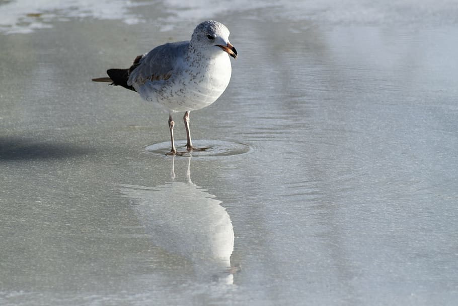 seagull, eating, ice, reflection, closeup, detail, bird, nature HD wallpaper