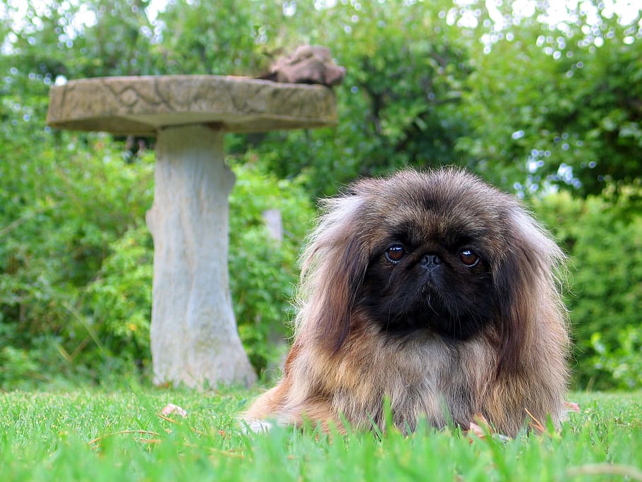 adult pekingese standing on grass field with pedestal table, adorable