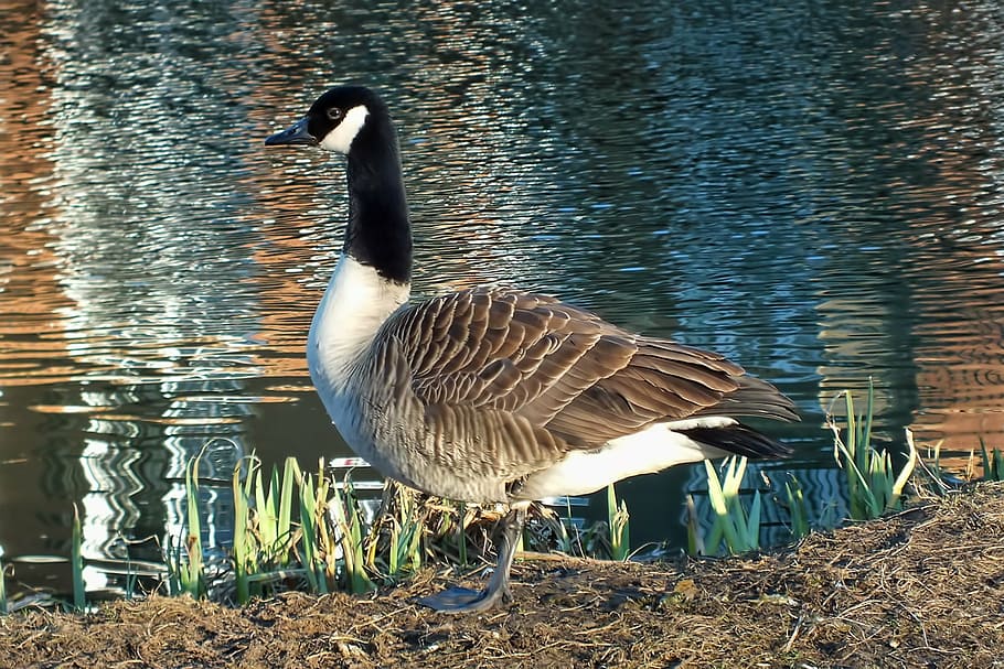 goose, standing, river, bird, water, environment, canada Goose HD wallpaper