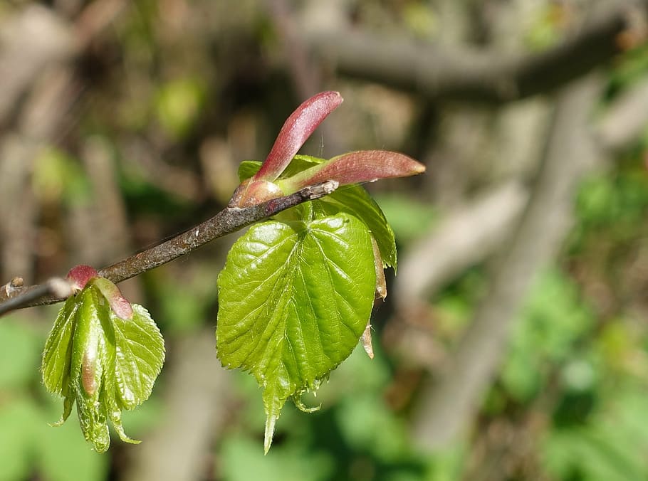 spring, leaf, bud, plant, growth, plant part, focus on foreground HD wallpaper