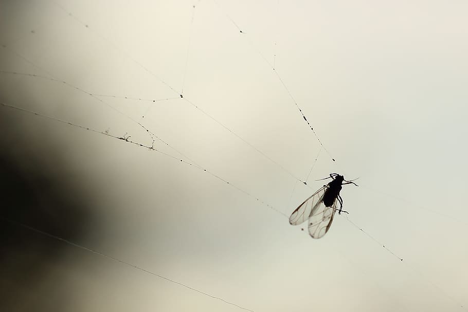 fly, cobweb, back light, spider, caught, spin threads, insect HD wallpaper