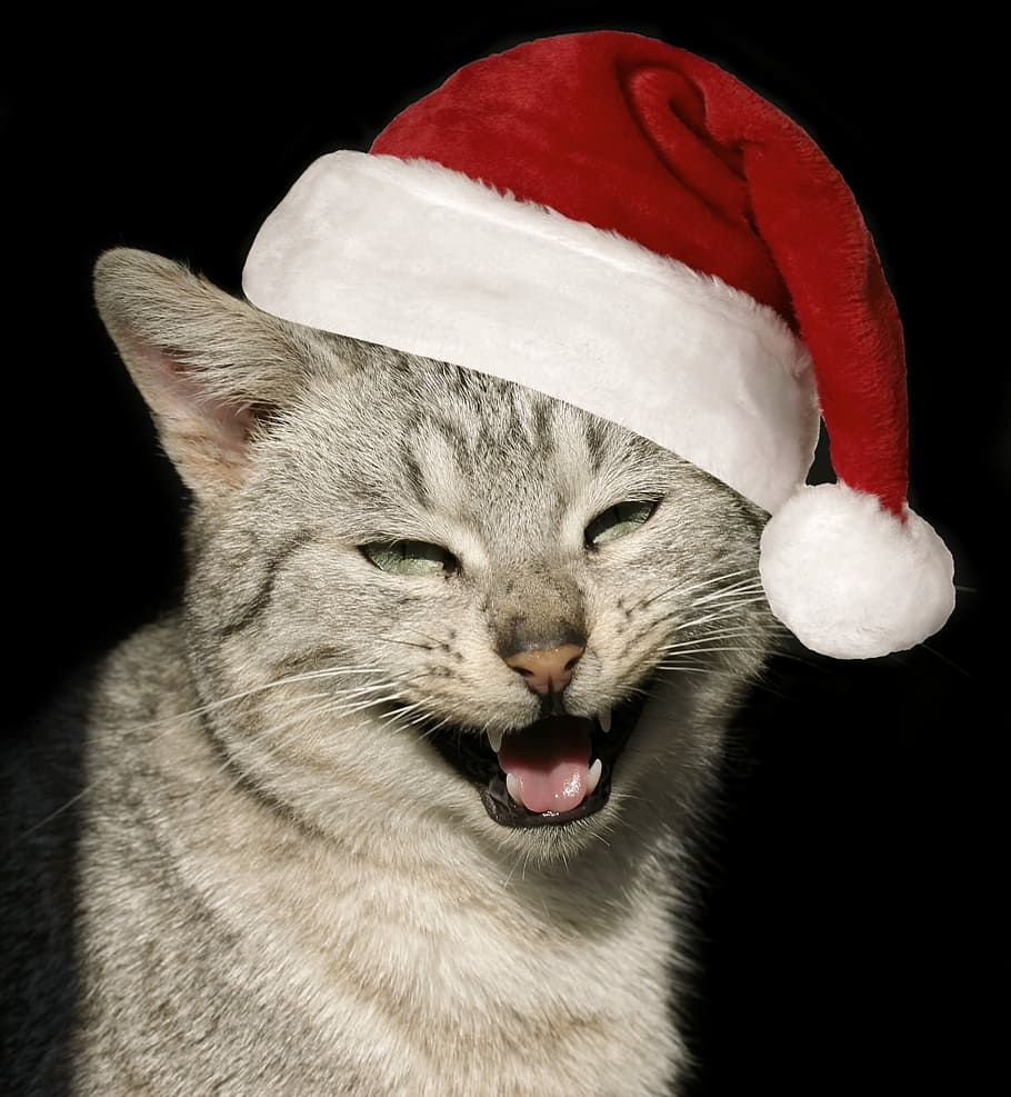 cat, hat, christmas, mammal, animal, animal themes, domestic HD wallpaper