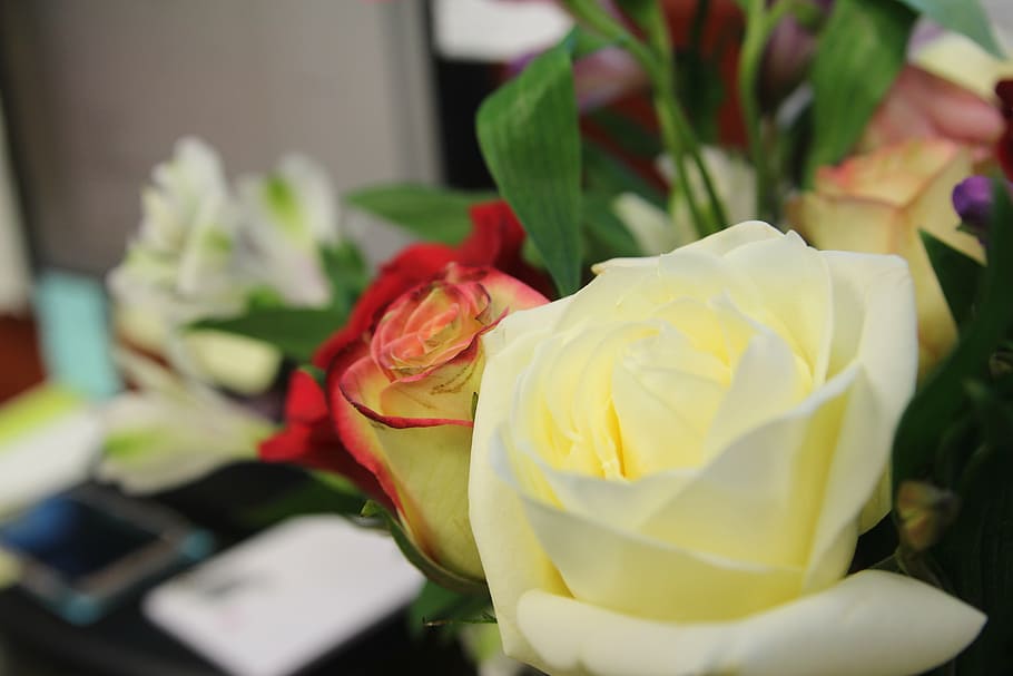 flower, rose, vase, bunch, floral, bouquet, white, gift, love HD wallpaper