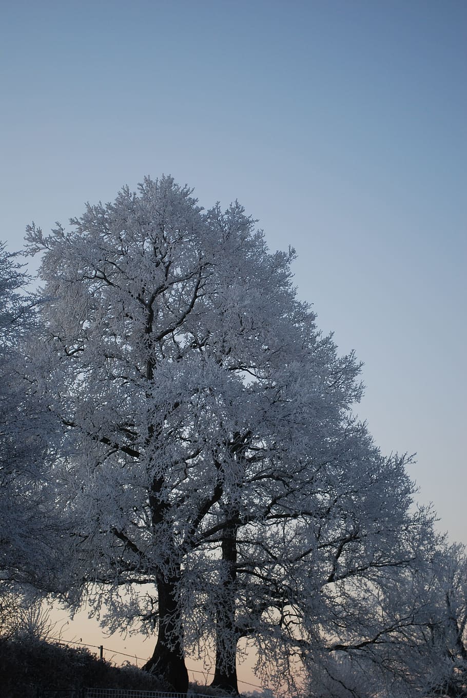Nature, Ice, Tree, Winter, Gel, Cold, trees, landscapes, frost HD wallpaper