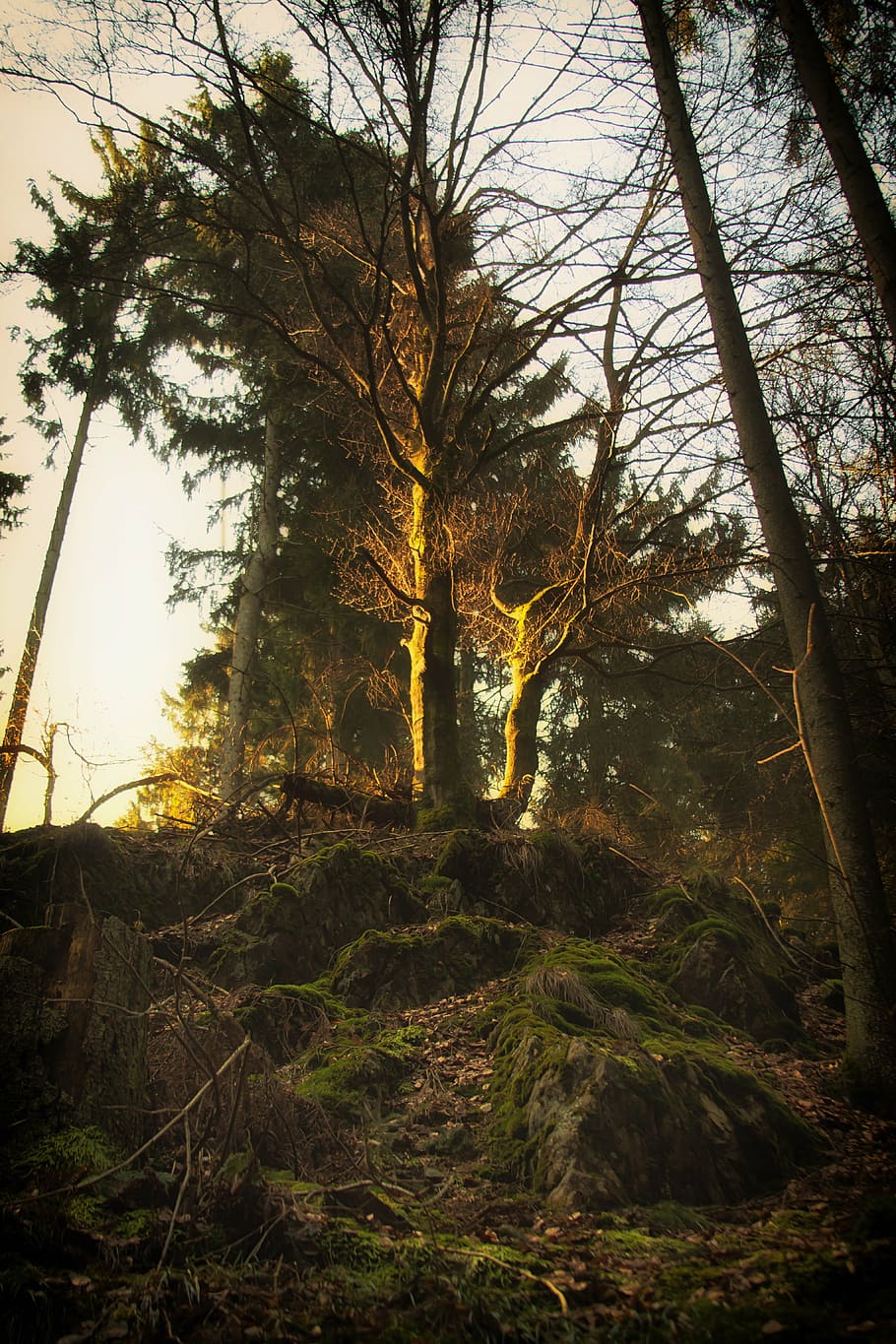 tree, forest, fir, moss, nature, live, live new, forest path HD wallpaper